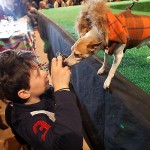 hautedog-182 Harrison Rosenfeld welcomes Harvey the Toy Fox Terrier
