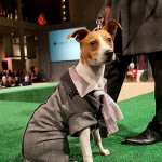 hautedog-203 Luigi the Giant Decker Rat Terrier