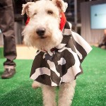 hautedog-229 Kizzy the Wirehaired Fox Terrier