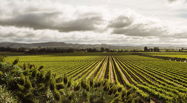 Gloria Ferrer vineyards